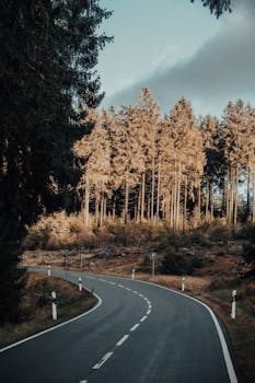 A road in the middle of a forest with trees